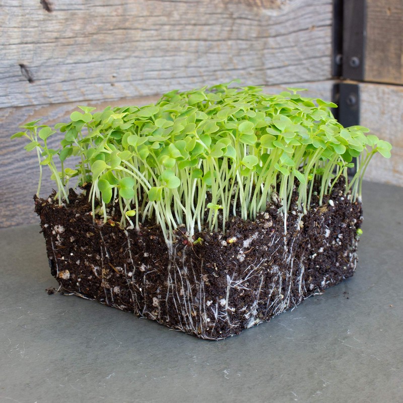 Green Mustard Microgreens Seeds - 1 Oz ~18,000 Seeds -