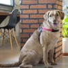 Tre Ponti Primo Primo Dog Harness Large Dog Made in