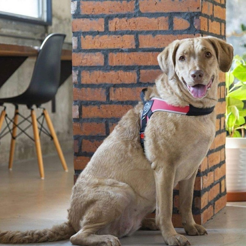 Tre Ponti Primo Primo Dog Harness Large Dog Made in