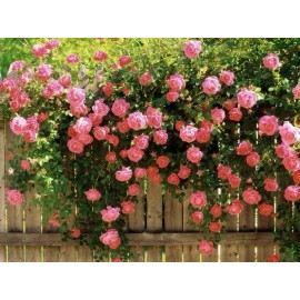 10 PINK CLIMBING ROSE Rosa Bush Vine Climber Fragrant Butterfly Flower Seeds