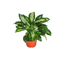 Dieffenbachia Compacta from California Tropicals, Elegance in a Petite Package with Patterned Leaves for Your Indoor and Outdoor Space - 6 Inches, A Must-Have Feature Plant