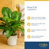 Costa Farms Peace Lily Live Plant in Decorative Pot, Air