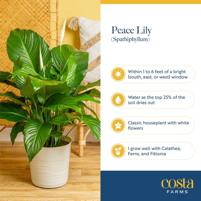 Costa Farms Peace Lily Live Plant in Decorative Pot, Air