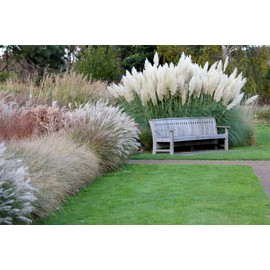 Giant White Pampas Grass Seeds - 100 Seeds - Ships from Iowa, Made in USA