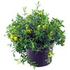 Hypericum frondosum 'Sunburst' (St. Johns Wort) Shrub, yellow flowers, #3