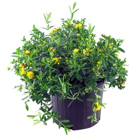 Hypericum frondosum 'Sunburst' (St. Johns Wort) Shrub, yellow flowers, #3 - Size Container