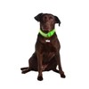 Davis FurEver Brite Glow in The Dark Pet Safety Collar,