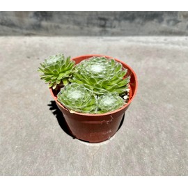 The Waterspout | 4" Cactus and Succulent Collections (Serpervivum 'Hens and Chicks Cobweb')