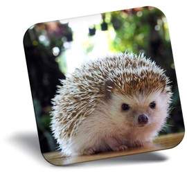 Destination Vinyl ltd Fridge Magnet - Cute Hedgehog Garden Animal for Office, Cabinet and Whiteboard, Magnetic Stickers, 44780