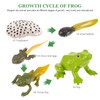 TOYANDONA 1 Set Animal Life Cycle Figures of Frog Growth