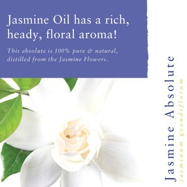 Absolute Aromas Jasmine Essential Oil, 2 ml