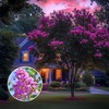 Crape Myrtle Twilight | 2 Extra Large 3 Gallon Plants