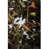 WILDLIFEGARDEN Wildlife Garden WG4446 DecoBird Flying Field Lark - Hand