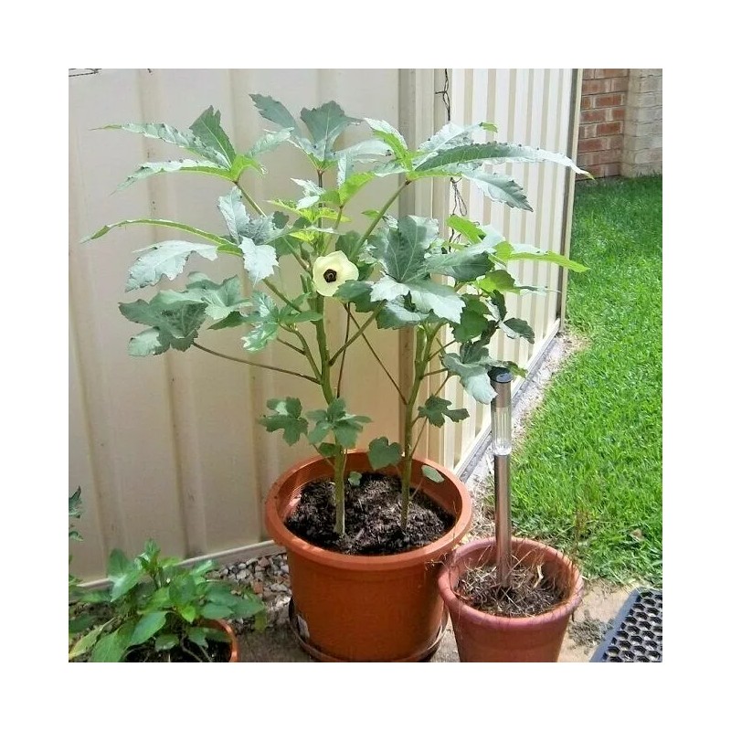 Little Seed Store 40+PERKINS DWARF OKRA Seeds Compact 4' Plant