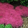 Outsidepride Magic Carpet Creeping Thyme Seeds - 500 Pcs. Perennial,