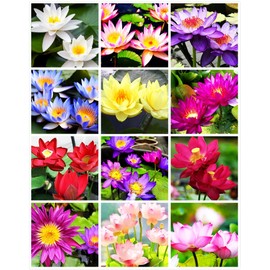 35 pcs Bowl Lotus Seeds Mixed Water Lily for Planting Water Features Bonsai Lotus Flower Indoor Outdoor Garden Pond Grow