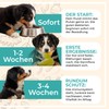 Probiotic Powder for Dogs - Paselo® Intestinal Flora+ Supports Digestion