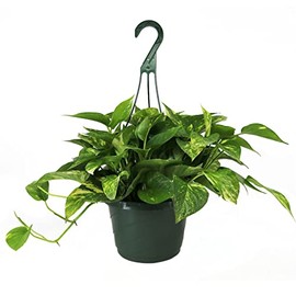 American Plant Exchange Golden Pothos Live Plant, 8" Hanging Basket, Easy Care Indoor Houseplant