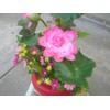 Plastic Artificial Lotus Flower with Black Square Procelain Pot