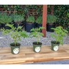 3 Citronella Plants, Mosquito Plants, 4” Nursery Pots, Live Plant