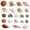 21PCS Hermit Crab Shells Large Medium Small | Sea Conch