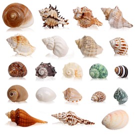 21PCS Hermit Crab Shells Large Medium Small | Sea Conch Size 1.2" - 3.9", Opening Size 0.5" - 2" | Growth Turbo Seashells for Natural Hermit Crab Supplies