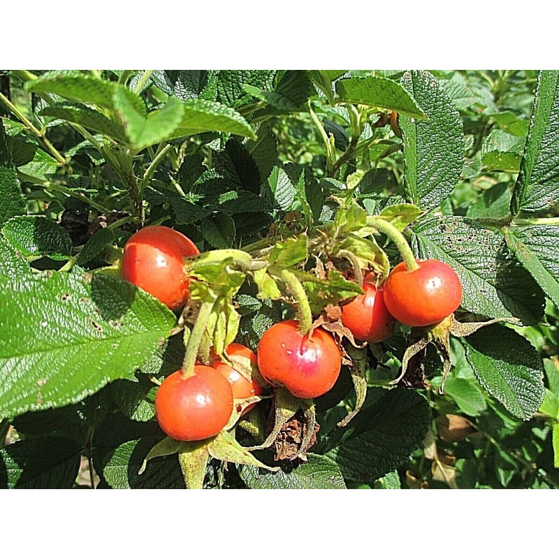 Rugosa Rose Hips WOW! 1/4 CUP RUGOSA ROSE Seeds -