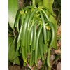 Vanilla Products USA Extracto de Madagascar Grado B Bourbon Vanilla
