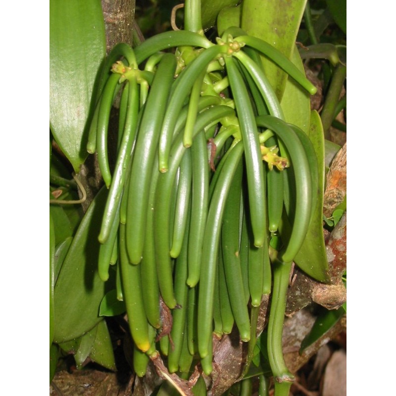 Vanilla Products USA Extracto de Madagascar Grado B Bourbon Vanilla