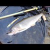 DAIWA AYUING Minnow 110SF 110 Adel Glitter Ayu Orange Belly