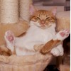 Cat/Kitten Greeting Card - Square
