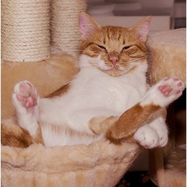 Cat/Kitten Greeting Card - Square