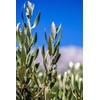 Olive leaf organic olive leaves grawn in Morocco 50g Zytoon