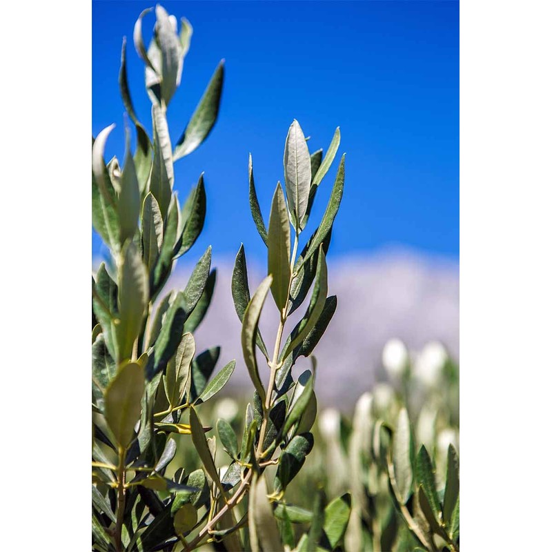 Olive leaf organic olive leaves grawn in Morocco 50g Zytoon