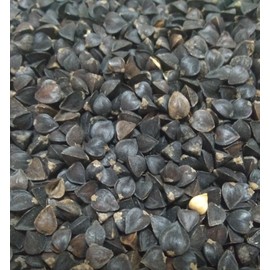 Seed Ranch Buckwheat Seeds Cover Crop 3 Lbs - 1000 Sq Ft Coverage
