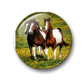 Merchandise for Fans Fridge Magnets for Horses Design Black Foal Set of 6