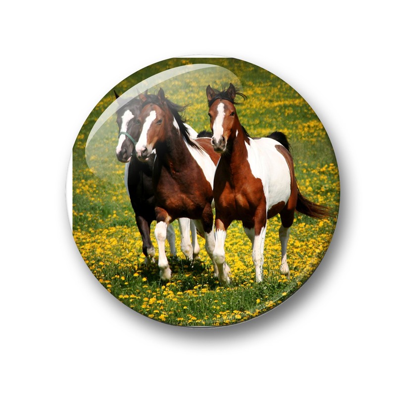 Merchandise for Fans Fridge Magnets for Horses Design Black Foal
