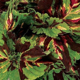 15 Seeds Pelleted Seeds Coleus Kong Mosaic Giant Coleus edlcy (Seeds)