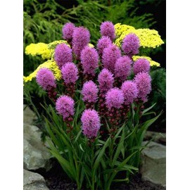 Blazing Star for Attract Bees (Liatris, Gayfeather) Spiny Pink Seeds Flowers for Planting Non GMO 50 Seeds
