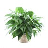 Large Purifying Peace Lily, Burlap Pot Cover