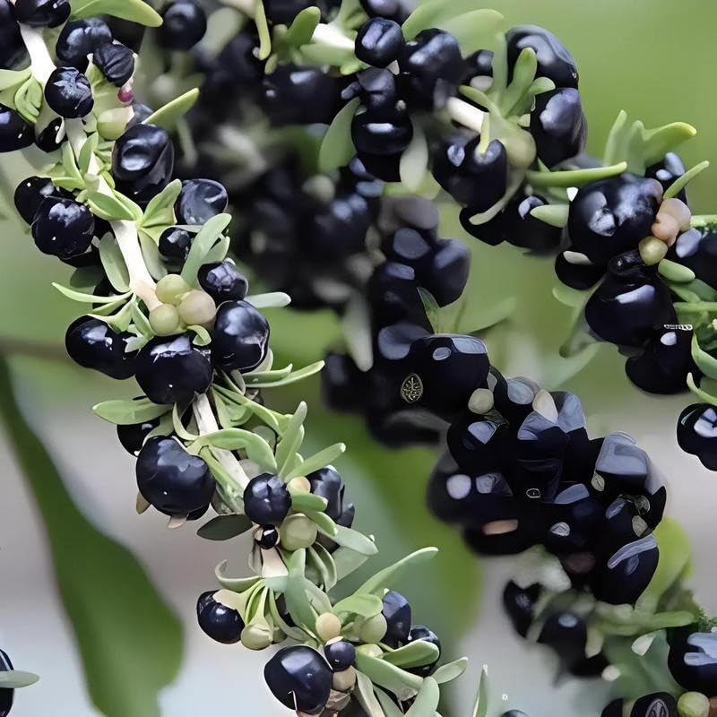 Black Goji Berries Black Wolfberry Tea Natural Wild Goji Berry