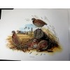 Don Balke BOBWHITE QUAIL (Masterpiece-1