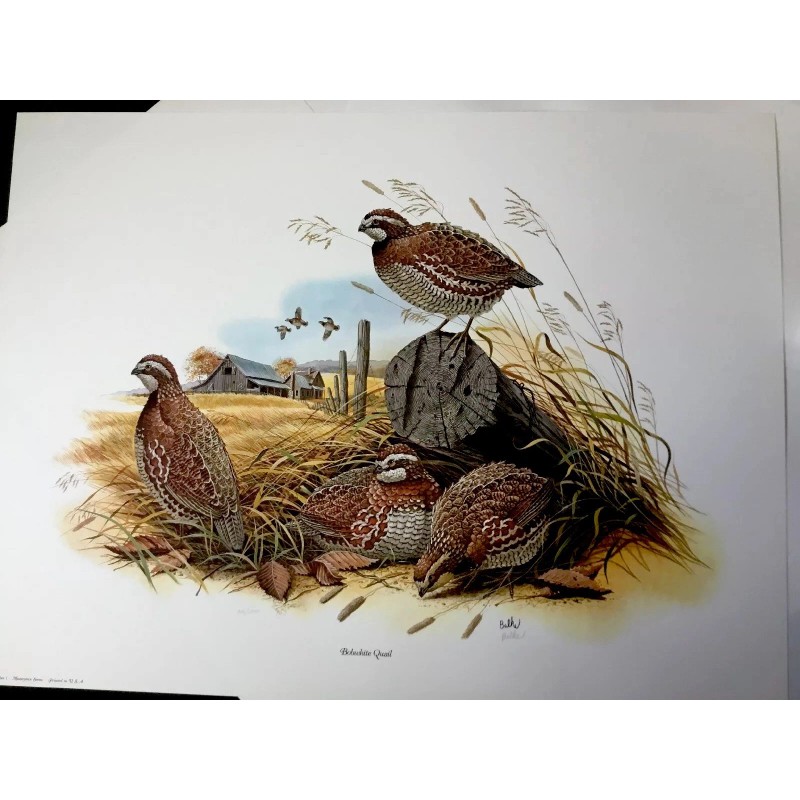Don Balke BOBWHITE QUAIL (Masterpiece-1