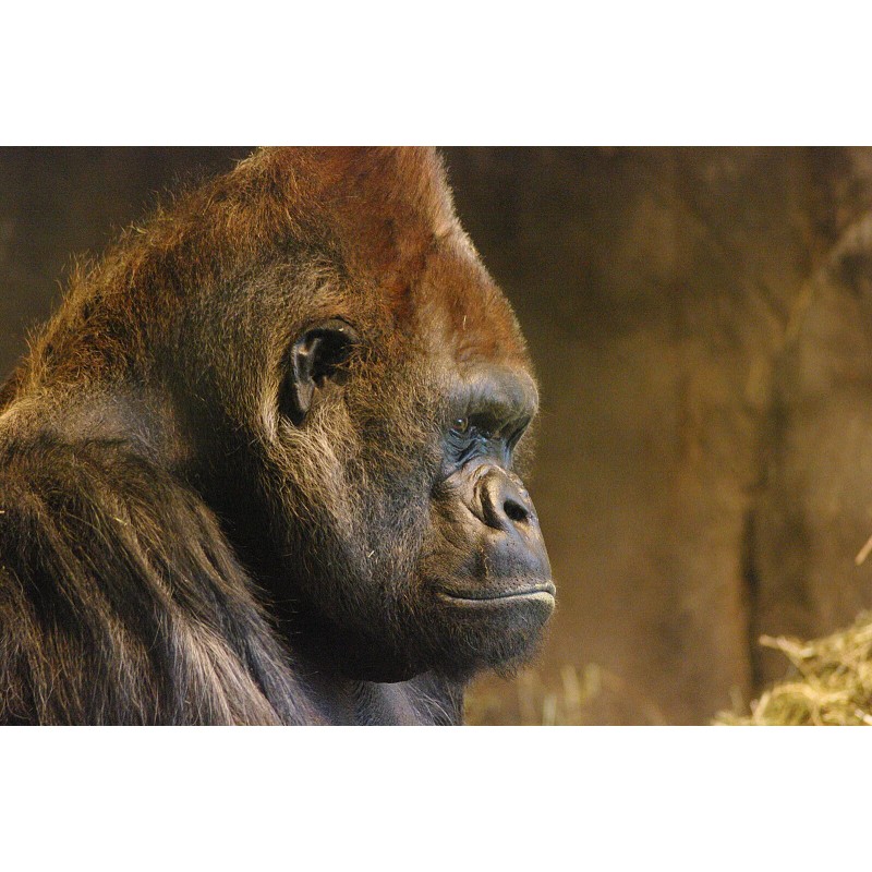 Handmade Gorilla Taxidermy Reference Photo Cd