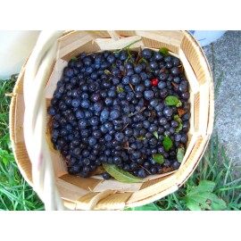 Blueberry seeds * SOUTHERN BLUEBERRY SEEDS * EVERGREEN SHRUB * HIGH TOLERANCE TO HEAT *