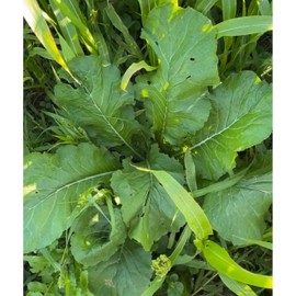 TnT Seed Company Vivant Hybrid Brassica, Food Plot Seed, 1 Acre (6 lb Bag), High Protein Brassica, Forage Turnip, Fall Planting, Annual
