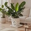 Square Plant Saucer 12 Inch 1 Pack，Plant Trays for Pots,