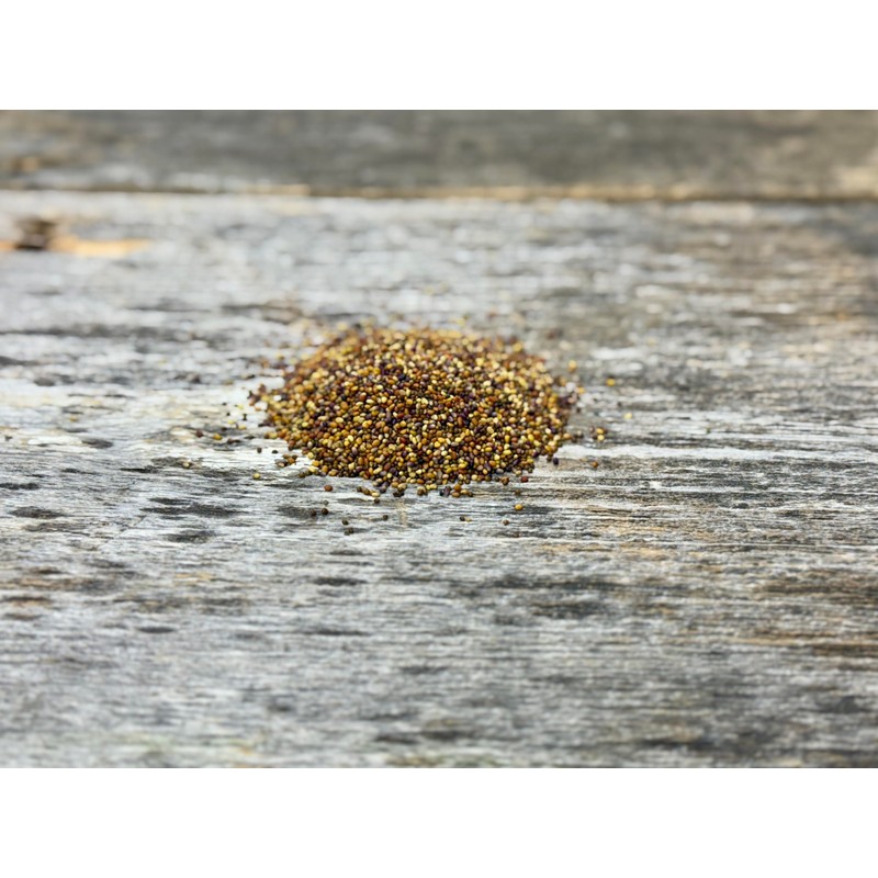 Hale Habitat & Seed Kura Clover Blend, 1/2 Acre, Perennial