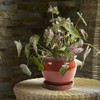 ATT Southern 077089 8" Wisteria Planter, Oxblood Red 8"