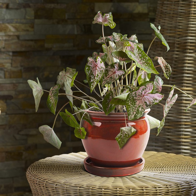 ATT Southern 077089 8" Wisteria Planter, Oxblood Red 8"